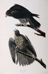 Labrador Falcon 